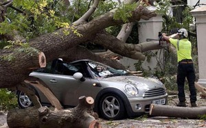 En varias ciudades se cayeron los árboles