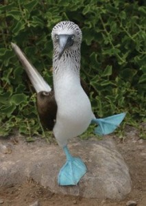 Piquero de patas azules- afectados´-falta -alimentos
