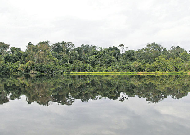 El 1% del petróleo del Parque Nacional Yasuní será extraído.