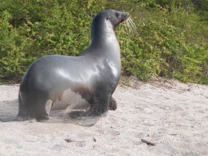 galapagos-destino-favorito-favorite-destination