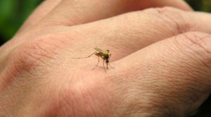 chikungunya