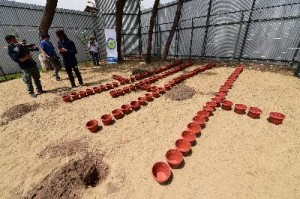 Journalists take pictures of the pots where cannabis seeds will be pl