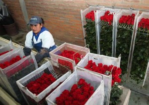 rosas-Ecuador-exportacion