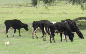 Imagen: andes.info.ec