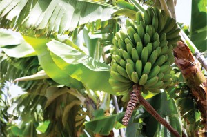 Imagen: Revista El Agro