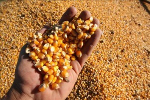 ecuador-exporta-20000-toneladas-de-maiz-y-30000-de-arroz-a-venezuela