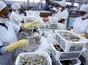 camaron-ecuadortimes-ecuadornews