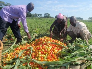 ugandanfarmers-ecuadortimes-ecuadornews