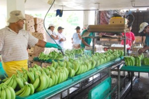 banano ecuatoriano-ecuadortimes-ecuadirnews