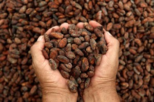 CACAO_NUEVA_DIRECTIVA_ECUADORTIMES.NET