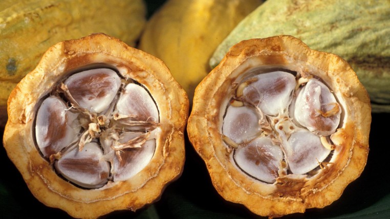 CACAO-ECUAODRTIMES