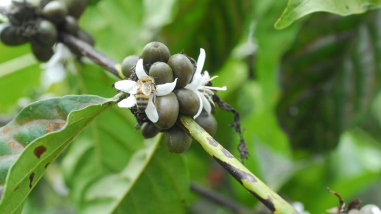 cafe robusta-ecuadortimes-ecuadornews