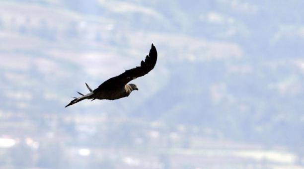 condor-ecuadortimes