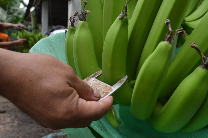 banano-ecuatoriano-ecuadortimes