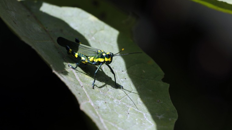 yasuni-ecuadortimes