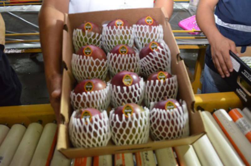 mangos-ecuatorianos-ecuadortimes