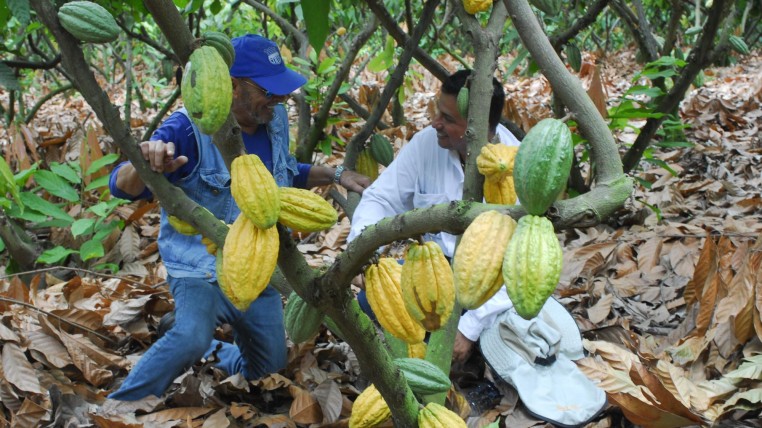 cacoa-ecuatoriano-ecuadortimes