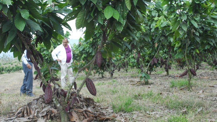cacao-ecuaodrtimes