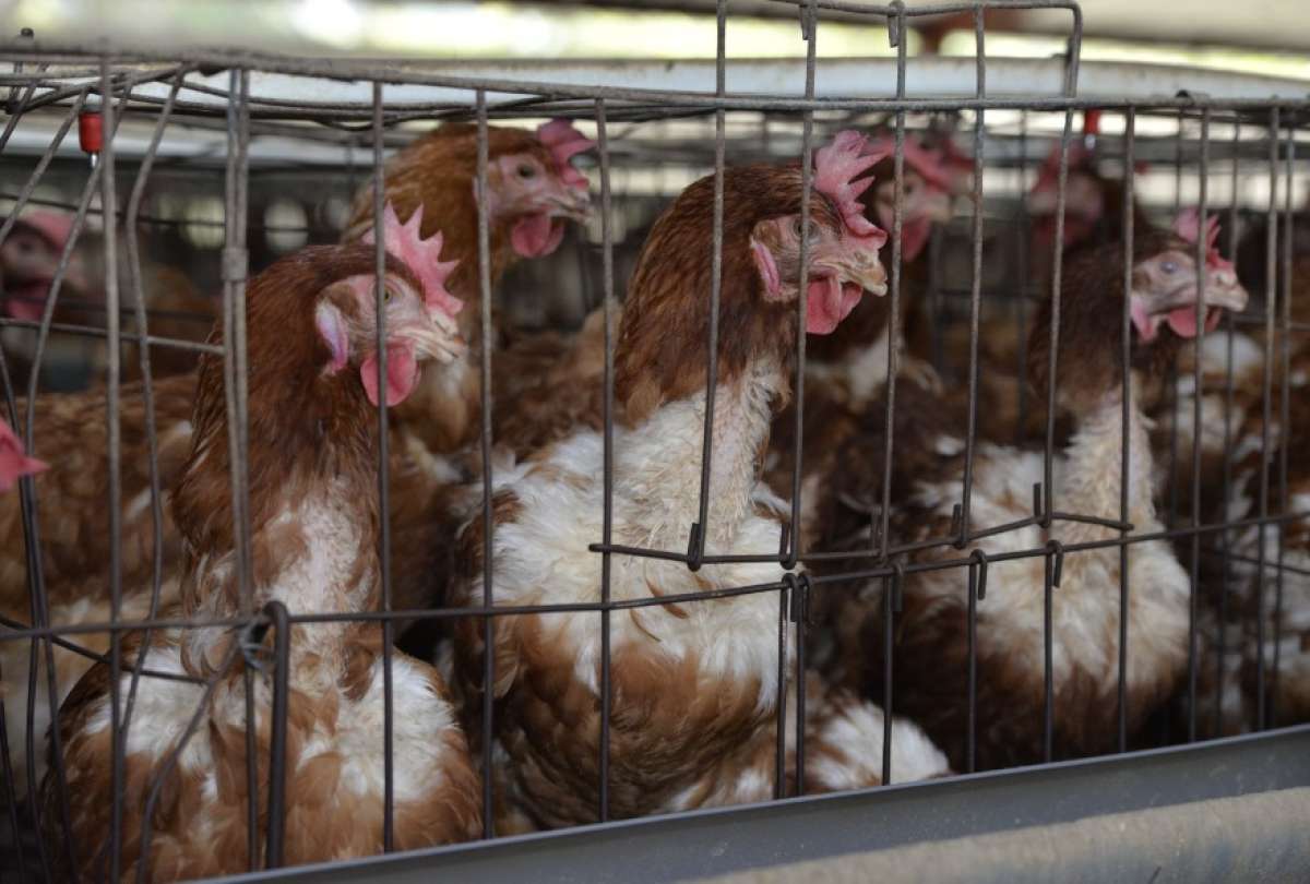 ecuador-times-ecuador-news-ecuador-will-export-1-5-million-pounds-of-chicken-meat