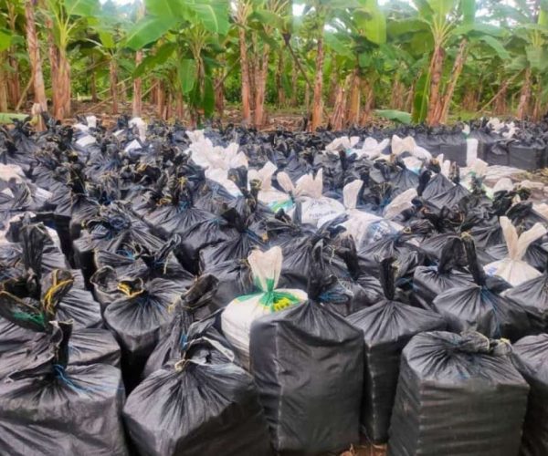 ecuador-times-ecuador-news-narcos-used-a-farm-in-vinces-to-hide-weapons-and-about-22-tons-of-drugs