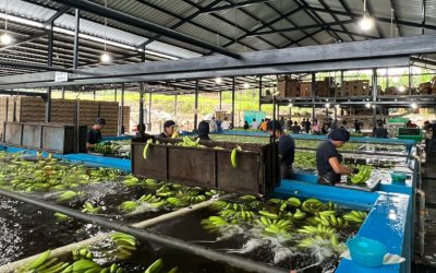 ecuador-times-ecuador-news-russia-25-of-banana-exports-hit-by-suspension-of-five-companies