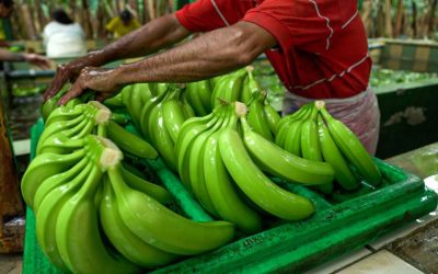 ecuador-times-ecuador-news-russia-lifts-veto-on-banana-exporters-from-ecuador