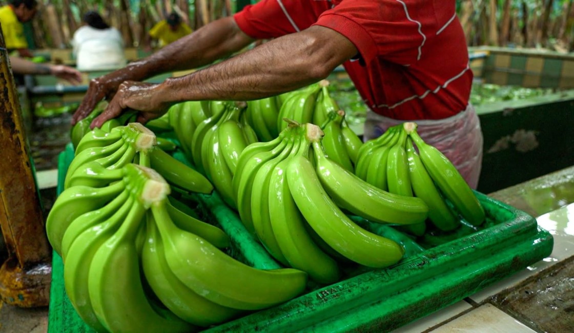ecuador-times-ecuador-news-russia-lifts-veto-on-banana-exporters-from-ecuador