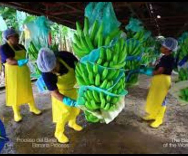 ecuador-times-ecuador-news-russia-suspends-certifications-of-five-banana-exporters