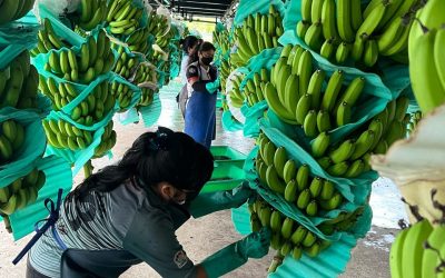 ecuador-times-ecuador-news-this-is-expected-for-shrimp-bananas-cocoa-and-flowers-thanks-to-the-agreement-with-china