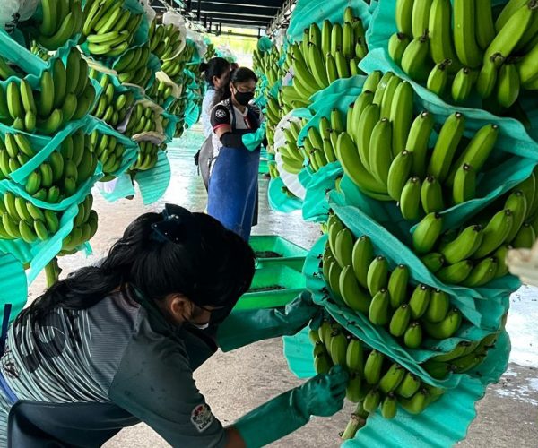 ecuador-times-ecuador-news-this-is-expected-for-shrimp-bananas-cocoa-and-flowers-thanks-to-the-agreement-with-china