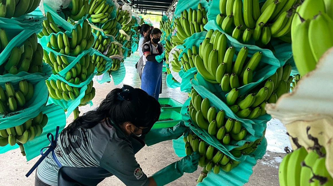 ecuador-times-ecuador-news-this-is-expected-for-shrimp-bananas-cocoa-and-flowers-thanks-to-the-agreement-with-china