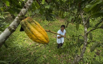 ecuador-times-ecuador-news-the-price-of-cocoa-exceeds-usd-9000-per-metric-ton-for-the-first-time