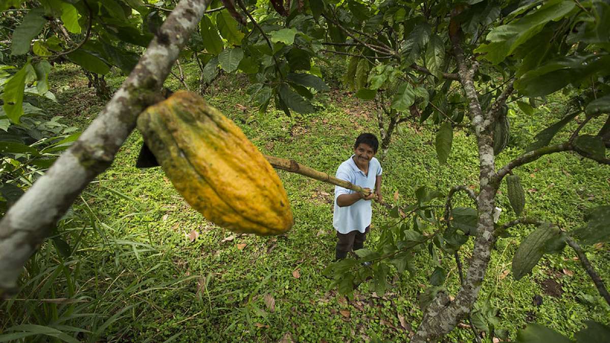 ecuador-times-ecuador-news-the-price-of-cocoa-exceeds-usd-9000-per-metric-ton-for-the-first-time
