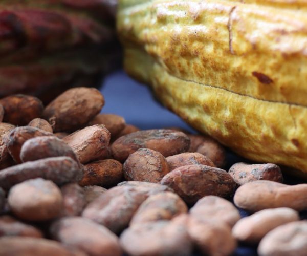 ecuador-times-ecuador-news-a-ton-of-cocoa-is-close-to-usd-12000-and-its-exports-already-exceed-those-of-tuna