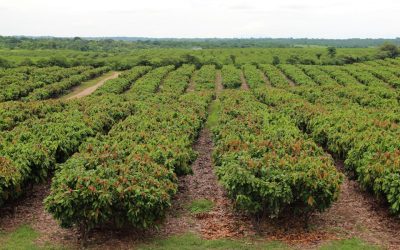 ecuador-times-ecuador-news-cocoa-exports-increased-in-value-145-until-march-due-to-price-increases