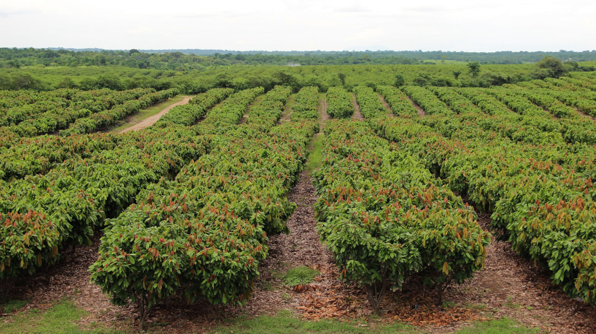 ecuador-times-ecuador-news-cocoa-exports-increased-in-value-145-until-march-due-to-price-increases