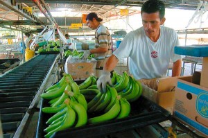 venta_banano