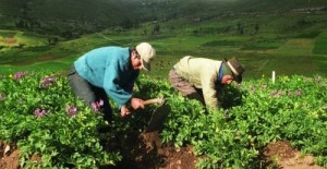 trabajadoragricola-ecuadortimes-ecuadornews