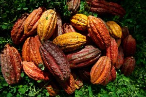 cacaoecuatorianopremiadoFrancia-Ecuadortimes-Ecuadornews