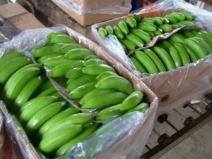 bananeros-ecuadortimes-ecuadornews