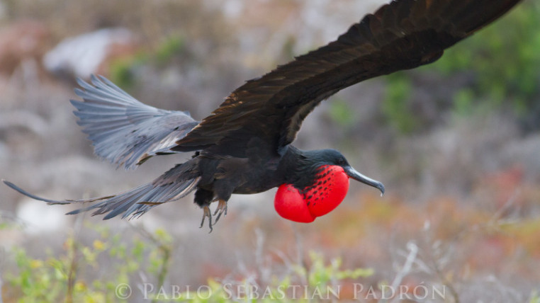 FRAGATA-ECUADORTIMES-ISLA GALAPAGOS