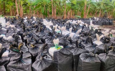 ecuador-times-ecuador-news-narcos-used-a-farm-in-vinces-to-hide-weapons-and-about-22-tons-of-drugs