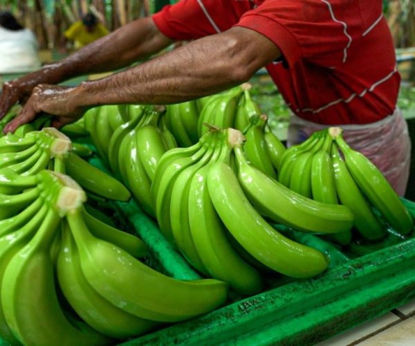ecuador-times-ecuador-news-russia-lifts-veto-on-banana-exporters-from-ecuador