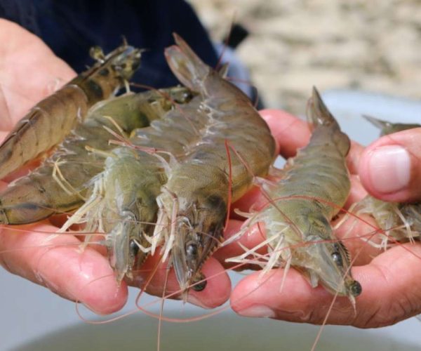 ecuador-times-ecuador-news-china-lifted-suspension-on-the-export-of-ecuadorian-shrimp